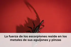 La fuerza de los escorpiones reside en los metales de sus aguijones y pinzas