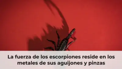 La fuerza de los escorpiones reside en los metales de sus aguijones y pinzas