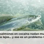 Los salmones en cocaína nadan mucho más lejos... y eso es un problema real