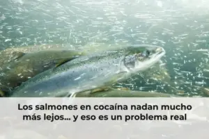 Los salmones en cocaína nadan mucho más lejos... y eso es un problema real
