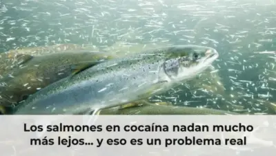 Los salmones en cocaína nadan mucho más lejos... y eso es un problema real