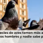 Muchas especies de aves temen más a las mujeres que a los hombres y nadie sabe por qué