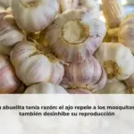 Tu abuelita tenía razón: el ajo repele a los mosquitos y también desinhibe su reproducción