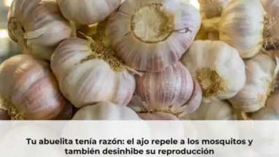 Tu abuelita tenía razón: el ajo repele a los mosquitos y también desinhibe su reproducción