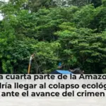 Una cuarta parte de la Amazonía podría llegar al colapso ecológico ante el avance del crimen organizado