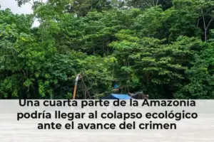 Una cuarta parte de la Amazonía podría llegar al colapso ecológico ante el avance del crimen organizado