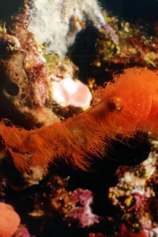 Una nueva especie de pez peludo nada en la Gran Barrera de Coral
