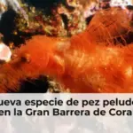 Una nueva especie de pez peludo nada en la Gran Barrera de Coral