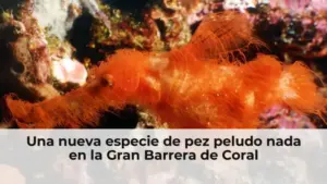 Una nueva especie de pez peludo nada en la Gran Barrera de Coral