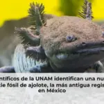 Científicos de la UNAM identifican una nueva especie fósil de ajolote, la más antigua registrada en México