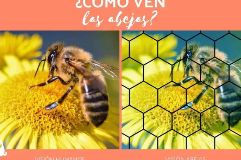 Descubre cómo las abejas