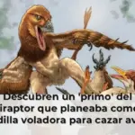 Descubren un 'primo' del velociraptor que planeaba como una ardilla voladora para cazar aves prehistóricas