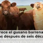 Reaparece el gusano barrenador en Texas después de seis décadas
