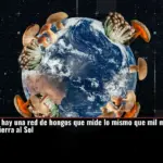 Bajo tus pies hay una red de hongos que mide lo mismo que mil millones de viajes de la Tierra al Sol