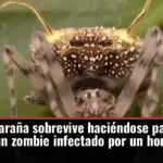 Esta araña sobrevive haciéndose pasar por un zombie infectado por un hongo