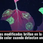 Estas plantas modificadas brillan en la oscuridad y cambian de color cuando detectan un virus