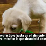 Hay microplásticos hasta en el alimento para mascotas: esto fue lo que descubrió un estudio