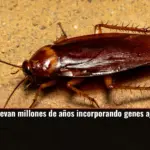 Las cucarachas llevan millones de años incorporando genes ajenos para sobrevivir