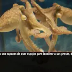 Los pulpos son capaces de usar espejos para localizar a sus presas, demuestra estudio