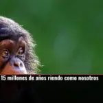 Los simios llevan 15 millones de años riendo como nosotros