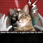 Por qué no es buena idea acariciar a un gato para bajar tu estrés