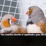 ¿Qué dicen las aves? Una científica descifra el significado y gana 100,000 dólares