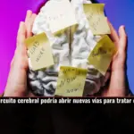 Un antiguo circuito cerebral podría abrir nuevas vías para tratar el TDAH y el autismo