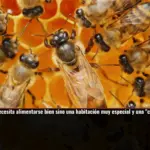 Una abeja reina no solo necesita alimentarse bien sino una habitación muy especial y una 