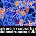 Una molécula podría reactivar las defensas naturales del cerebro contra el Alzheimer